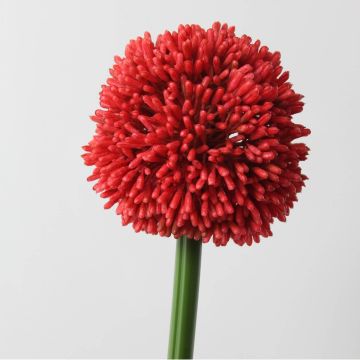 Ail décoratif BEATRISA, rouge, 65cm, Ø10cm