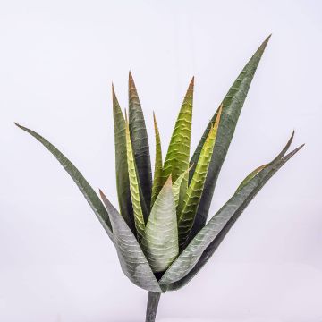 Plante artificielle Aloe Variegata MARTINEZ à planter, vert, 30cm, Ø17cm