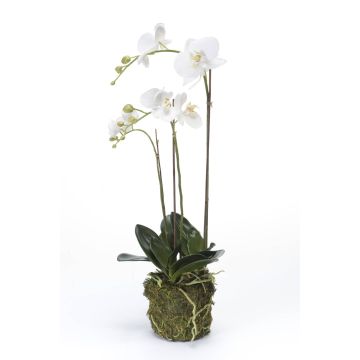 Fleur artificielle Orchidée PABLA, motte de mousse, blanc, 70cm