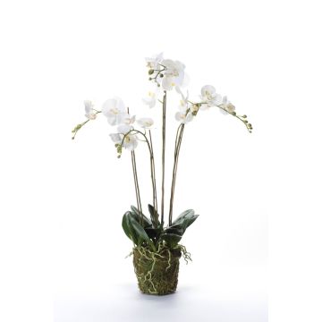 Fleur artificielle Orchidée PABLA, motte de mousse, blanc, 90cm