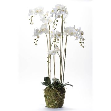 Fleur artificielle Orchidée PABLA, motte de mousse, blanc, 145cm