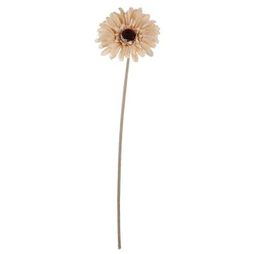 Fleur décorative Gerbera TUNGUSKA, aspect sec, crème-beige, 50cm