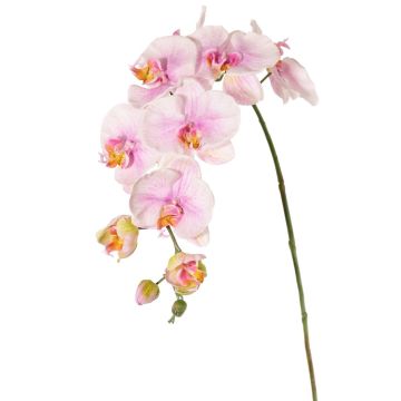 Branche fleurie artificielle Orchidée Phalaenopsis WESA, rose-blanc, 100cm