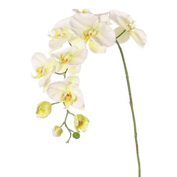 Branche fleurie artificielle Orchidée Phalaenopsis WESA, blanc-vert, 100cm