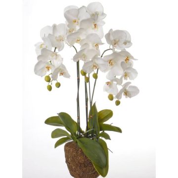 Orchidée artificielle SATRIA en motte de terre, blanc, 75cm