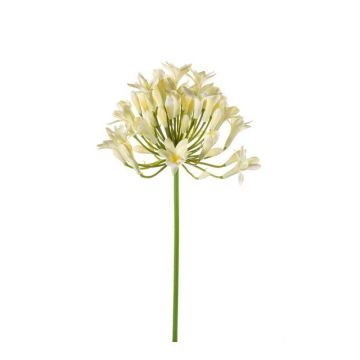 Agapanthe artificielle PHILINA, crème, 75cm, Ø14cm