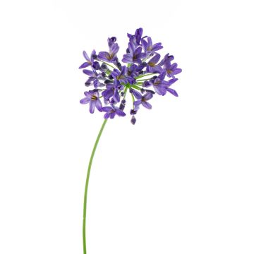 Agapanthe artificielle PHILINA, lilas, 75cm, Ø14cm