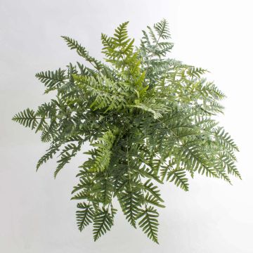 Fausse fougère Athyrium RENE à planter, vert, 75cm, Ø90cm