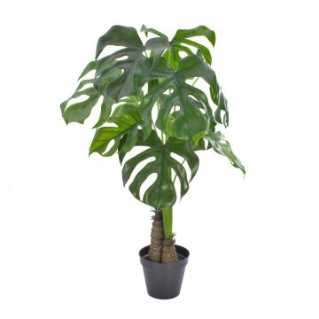 Plante décorative Philodendron Monstera Deliciosa FABIUS, crossdoor, 90cm