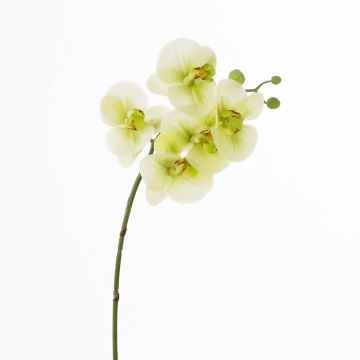 Fausse fleur orchidée Phalaenopsis EMILIA, crème-vert, 60cm