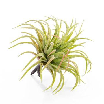 Fausse plante Tillandsia Rubra PENNY, à piquer, vert-rouge, 12cm, Ø10cm