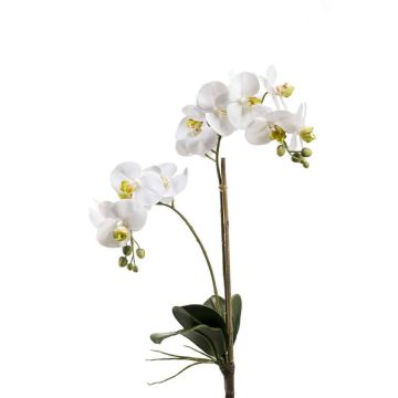 Fausse orchidée Phalaenopsis CANDIDA à planter, blanc, 65cm