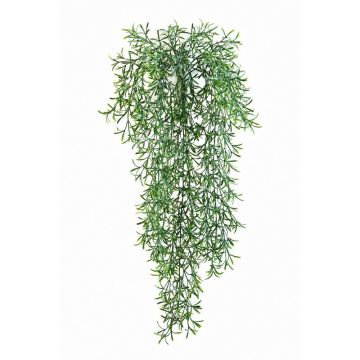 Chute artificielle d'Asparagus sprengeri CAMILLA, à piquer, 70cm