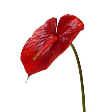 Fleur artificielle Anthurium MOIRA, rouge, 75cm, 13x20cm