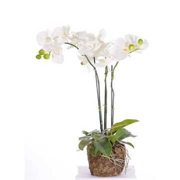 Fausse orchidée Phalaenopsis MARGIT en boule de terre, blanc, 65cm