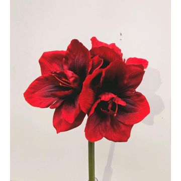 Fleur artificielle Amaryllis MARKUNO, rouge bourgogne, 60cm