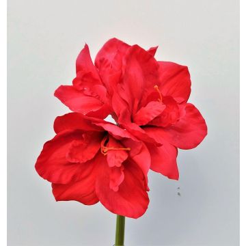 Fleur artificielle Amaryllis MARKUNO, rouge, 60cm