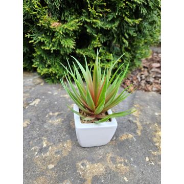 Agave decipiens décoratif KATNISS, pot en céramique, vert-rouge, 19cm