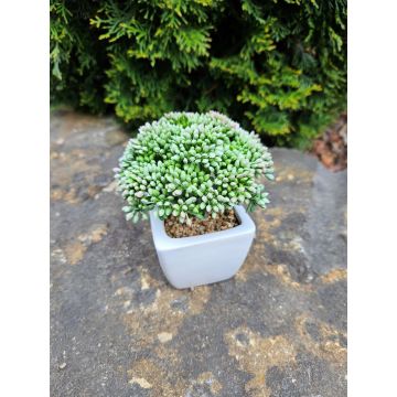 Sedum telephium décoratif KATNISS, pot en céramique, vert, 14cm