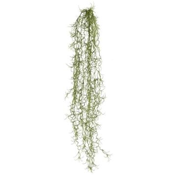 Plante succulente décorative Tillandsia usneoides BLIMFY, piquet, retombante, vert foncé, 80cm