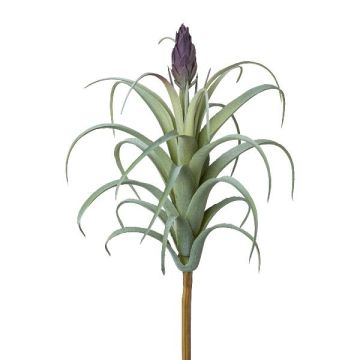 Plante succulente décorative Tillandsia stricta KROST, piquet, fleur, vert-lilas, 23cm