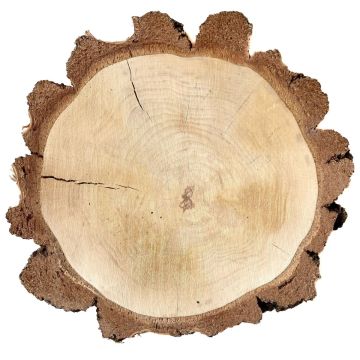 Rondelle d'arbre en bouleau MORGANIE, naturel, Ø13-18cm